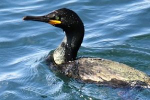 Specie nouă de cormorani în România. Mănâncă peşte din mare, nu de apă dulce   

