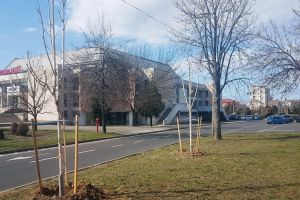 Plantările de primăvară: 300 de puieţi de arbori sădiţi în Oradea (FOTO)