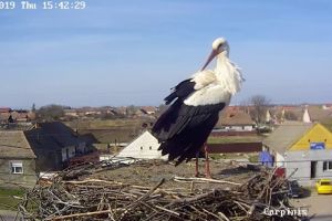 Vestitorii primăverii: prima barză care a aterizat live în cuibul de la Cărpiniş