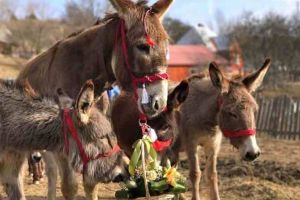 FOTO: Un fermier din Apuseni a dezvoltat şi are succes cu una dintre puţinele ferme de măgăriţe din România. „Laptele lor este aproape un medicament“