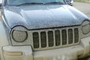 Pădurarii ciorditori de la Călineşti au rămas „coajă”: fără bani, maşini şi pasibili de puşcărie!