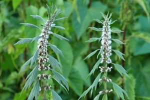 Talpa gâştii (Leonurus cardiaca) – beneficii şi proprietăţi