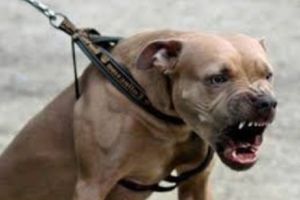 Clipe îngrozitoare pentru o fetiţă de 7 ani din Sibiu. Micuţa a fost atacată de câinele unui vecin. Mama este revoltată: „Fetiţa mea putea să moară