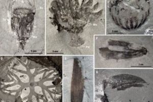 Qingjiang biota – tezaur de fosile de 500 de milioane de ani