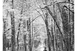 „În parcuri şi pe alei”