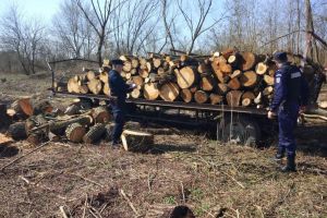 Arbori în valoare de aproape 20.000 de lei, tăiaţi ilegal dintr-o pădure de la marginea localităţii Valea Mare
