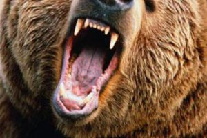 ACUM! Bărbat rănit grav de un urs la Cristuru-Secuiesc