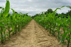 Au fost stabilite cuantumurile ajutoarelor naţionale tranzitorii în sectoarele vegetal şi zootehnic