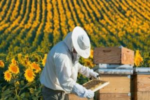 Scandalos! Mierea otrăvită şi rahatul de sub preş. Contre tari între apicultorii revoltaţi şi autorităţi