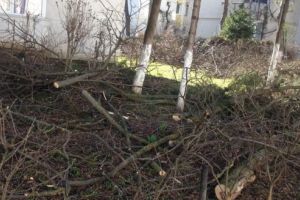 VIDEO: Strada Şurianu din Târgu-Mureş, năpădită de resturi vegetale!