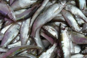 Gălăţeni prinşi de Garda de Coastă, la Murighiol, cu 68 kg de scrumbie