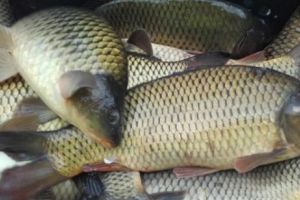Atenţie de unde cumpăraţi peşte. ANPC avertizează