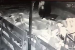 Urşii au ieşit la atac, în Buneşti. Au ucis oi şi au distrus stupi