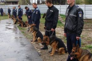 Piteştenii pot vedea CÂINI POLIŢIŞTI de Bunavestire!