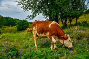 APIA: A început autorizarea la plată pentru beneficiarii din sectorul zootehnic. Ce bani se primesc