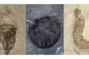 Un tezaur de fosile datand din urma cu peste 500 de milioane de ani, descoperit in China