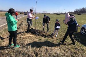 Peste 100 de cireşi au fost plantaţi pe marginea drumului către Putna
