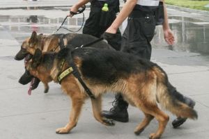 Oamenii de ştiinţă din China au clonat un câine poliţist