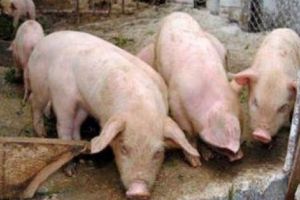 Alarmă de pestă porcină