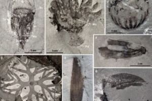 Descoperire extrem de importantă în China. Oamenii de ştiinţă au fost uluiţi