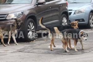 Hutuca (PNL) - De doi ani, Fagadau croseteaza povesti electorale si acum pozeaza in salvatorul animalelor si izbavitorul constantenilor terorizati!“