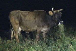 Vacă lovită de un scuter condus de un tânăr beat la Mălâncrav