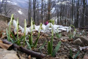 Ghioceii înving zăpada şi în Munţii Țibleşului (FOTO)