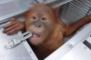 Turist rus retinut pe aeroportul din Bali cu un urangutan anesteziat in valiza