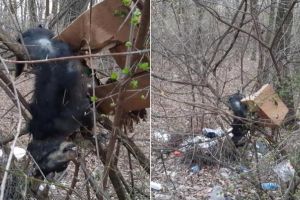 FOTO/ ȘTIREA TA/ Act de CRUZIME de neimaginat, la Straja: ”I-au tăiat labele şi au aruncat-o în copac”