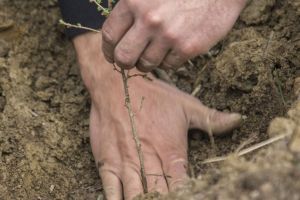 Proiectul „Pădurea de Mâine”. Mii de puieţi vor fi plantaţi, în Dumbrăviţa