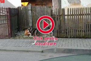 Video viral Un câine care se plimba cu o găină în gură, pe străzile din Câmpulung, ...