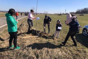 Peste 100 de cireşi au fost plantaţi pe marginea drumului către Putna