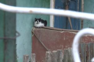 Satul din Moldova unde a mai rămas doar o pisică. Ultimii localnici s-au ucis între ei