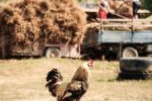 Întoarcerea către poveştile şi gastronomia din Banat – „Banat Brunch”