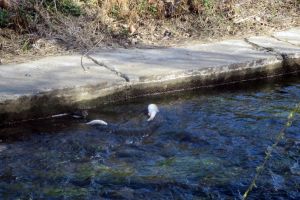 „Peţa otrăvită”: Un specialist acuză că apa pârâului termal din Oradea are cianuri, dar şi alţi poluanţi chimici