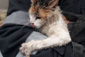 Orice viaţă contează: Pompierii au salvat o pisică căzută într-o fântână