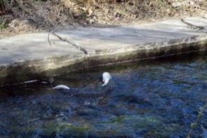 Apă otrăvită la Oradea. Probele sunt evidente. Răspunsul halucinant al autorităţilor