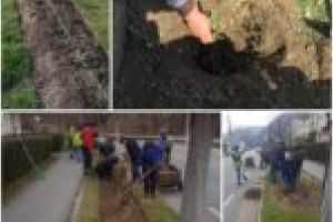 Cum te poţi alege cu dosar penal din afaceri cu trandafiri