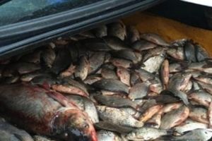 Braconieri, prinşi cu portbagajul plin cu peşte, la Voila