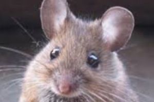 Șoarece MORT într-o cutie de COLA?