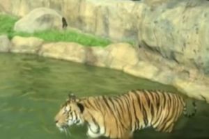 Un animal SĂLBATIC „SCAPĂ” de la Zoo Piteşti!