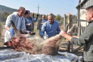 Mii de animale au fost testate pentru închiderea focarului de pestă porcină africană de la Belinţ