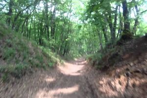 Asociatia “Alba Iulia Infrastructură” a demarat procedurile pentru declararea Pădurii Mamut în Pădure Parc