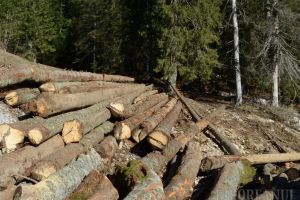 Cu ochii pe vânzarea ilegală de lemne: Două firme cu activitate în Bihor, prinse că au vândut fără acte peste 185 de metri cubi de cherestea