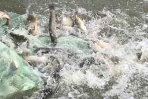 Veşti bune pentru pescari: Balta Zătun a fost populată cu trei tone de peşte
