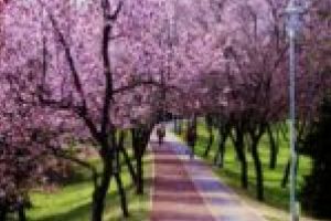 Splendoare în parcurile Timişoarei!