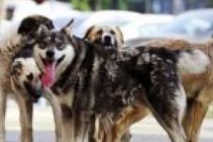 Campanie de sterilizare gratuită, în comuna Gârnic