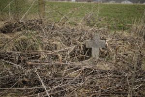300 de molizi au fost plantaţi în cimitirul din Siret, în memoria copiilor care au murit în ...