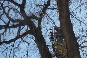 Trafic îngreunat între Sibiu si Vâlcea – Se curăţă copacii