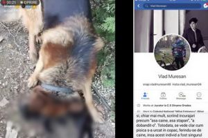 Filmuleţ şocant, distribuit pe Facebook: Un adolescent din Oradea şi-a asmuţit câinele pe o pisică şi a filmat în timp ce era ucisă (VIDEO)